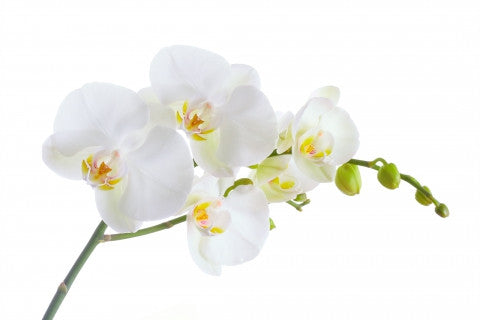 Enjoy Realistic Artificial Orchids That Require Zero Effort