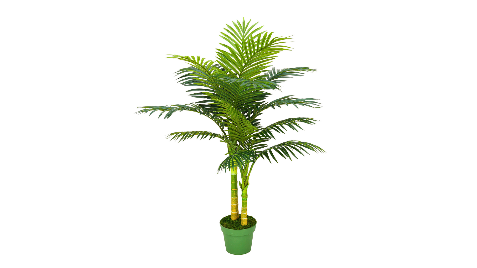 Palm Trees