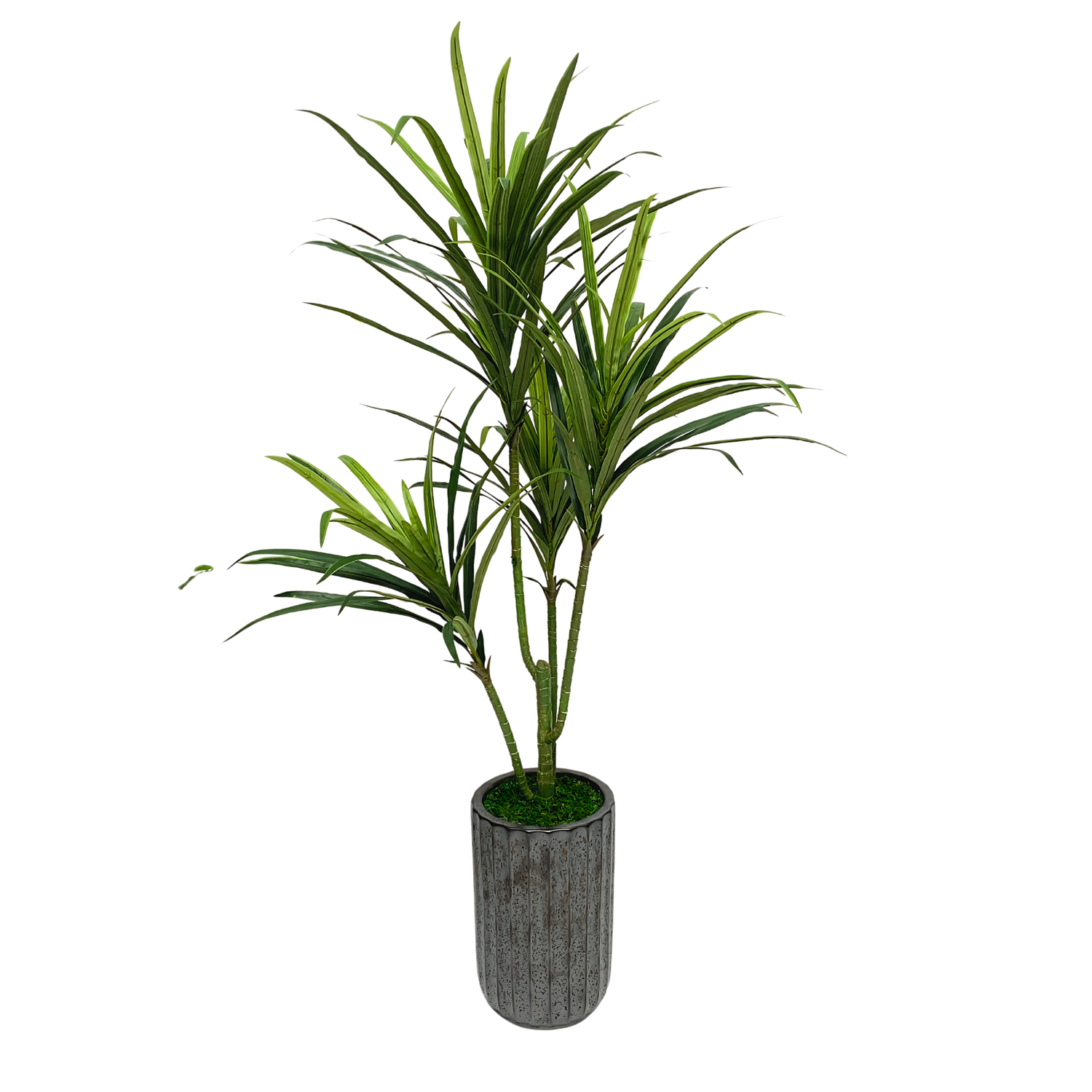 4Ft Faux Dracena in Ribbed Ceramic Cylinder