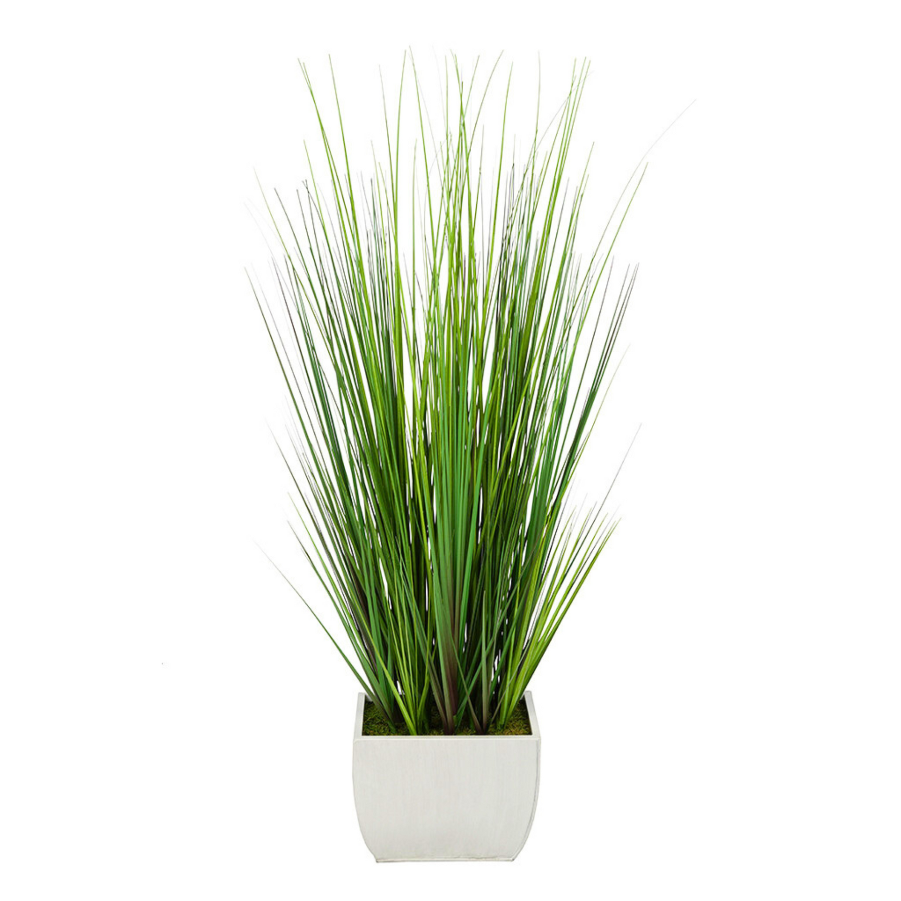 Potted grass with long green leaves in a white pot on a white background