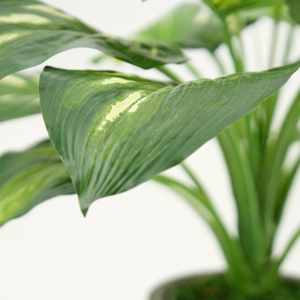 The Hosta Collection
