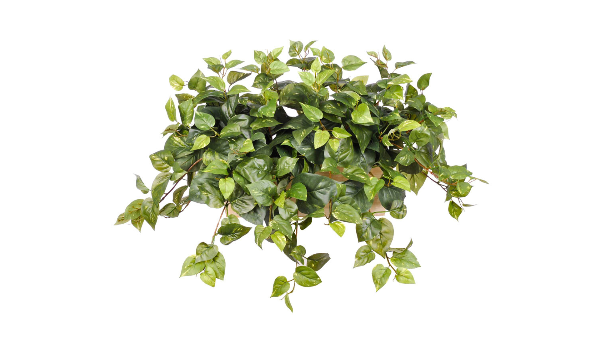 Foliage