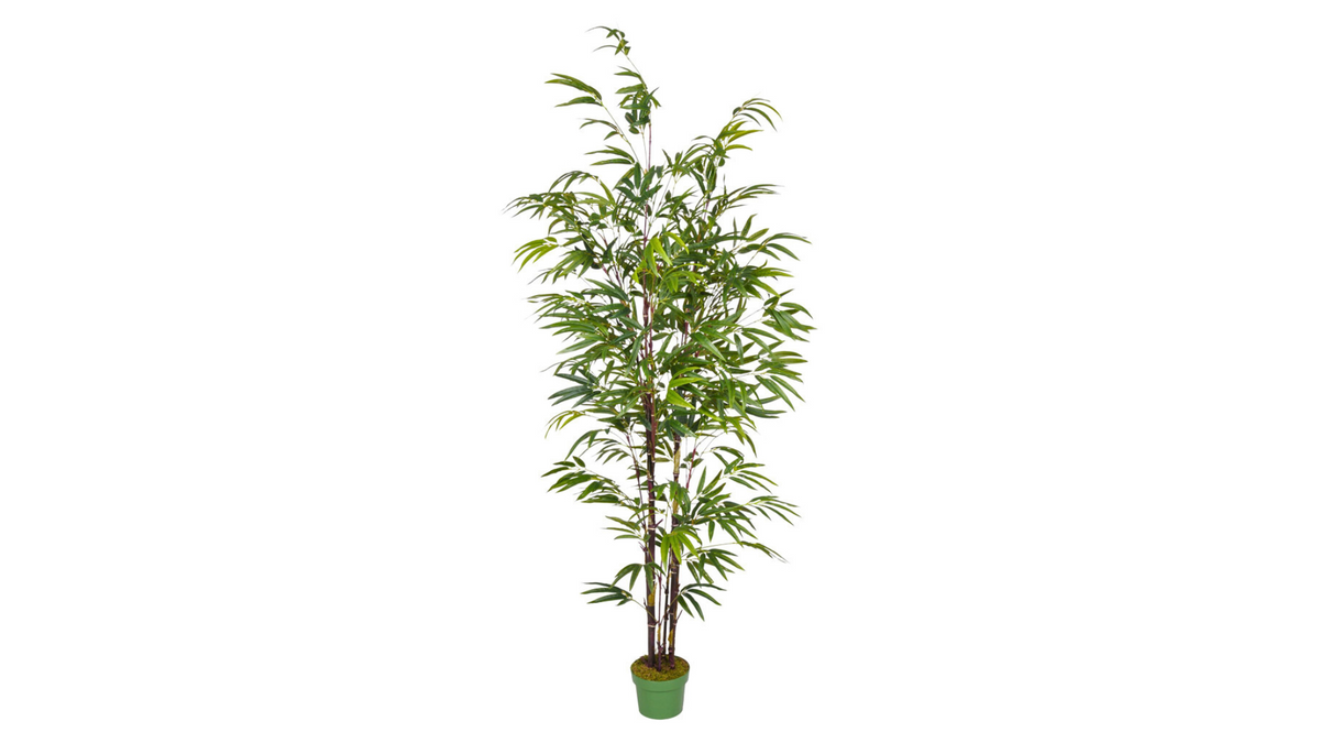 Bamboo