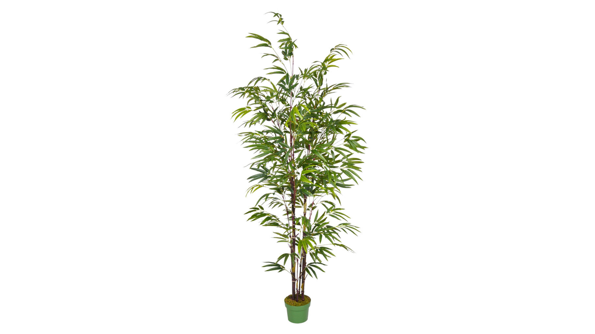 Bamboo Trees