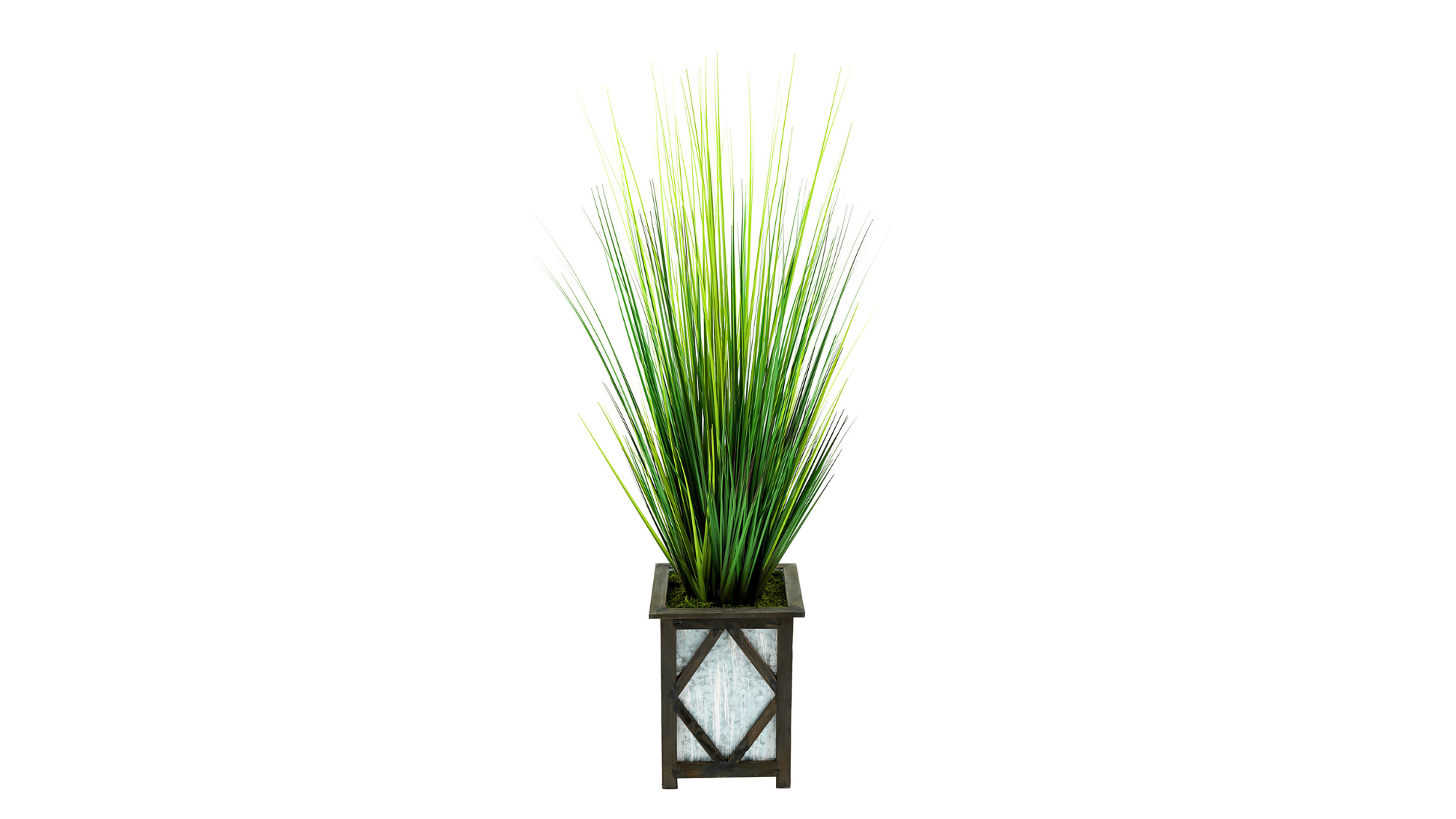 Grasses