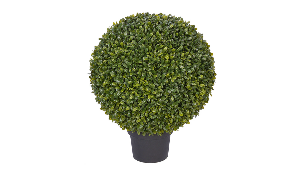 Boxwood