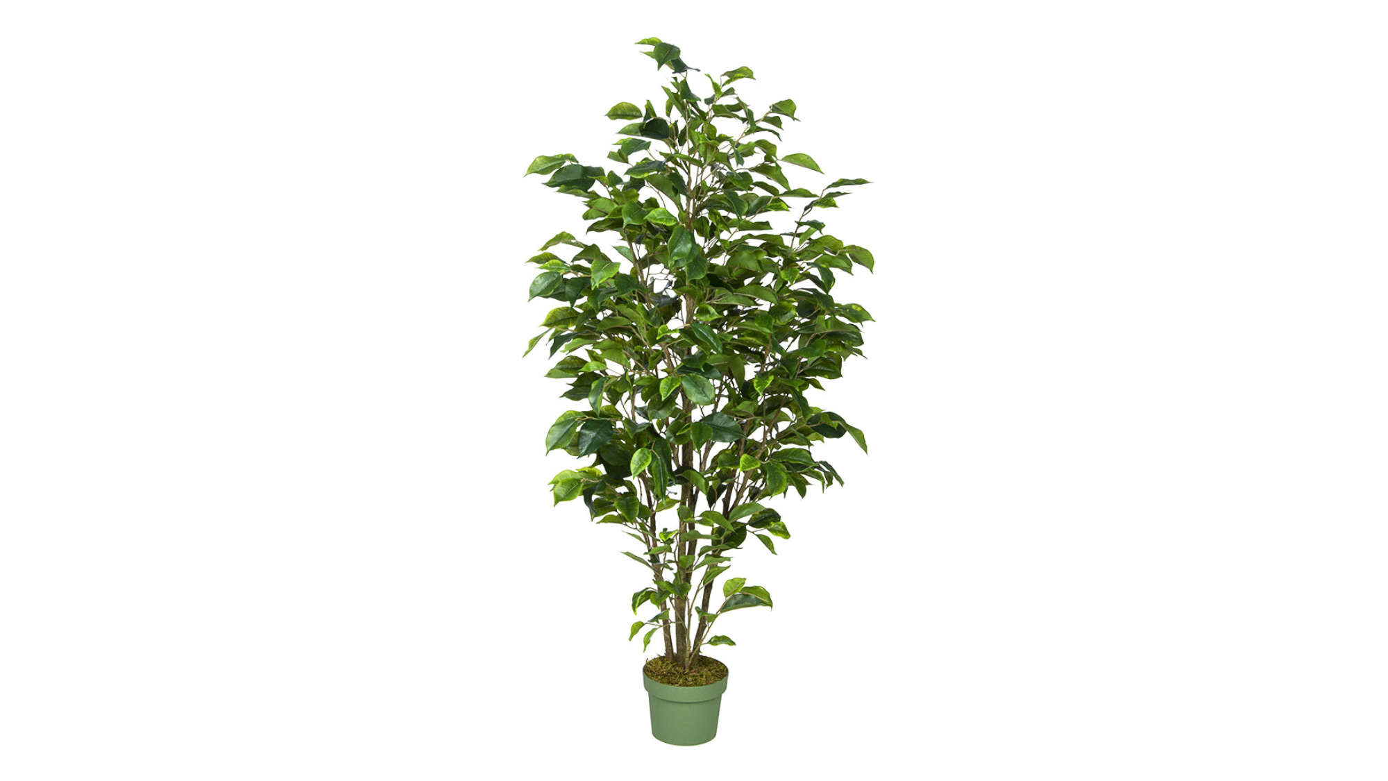 Ficus Trees