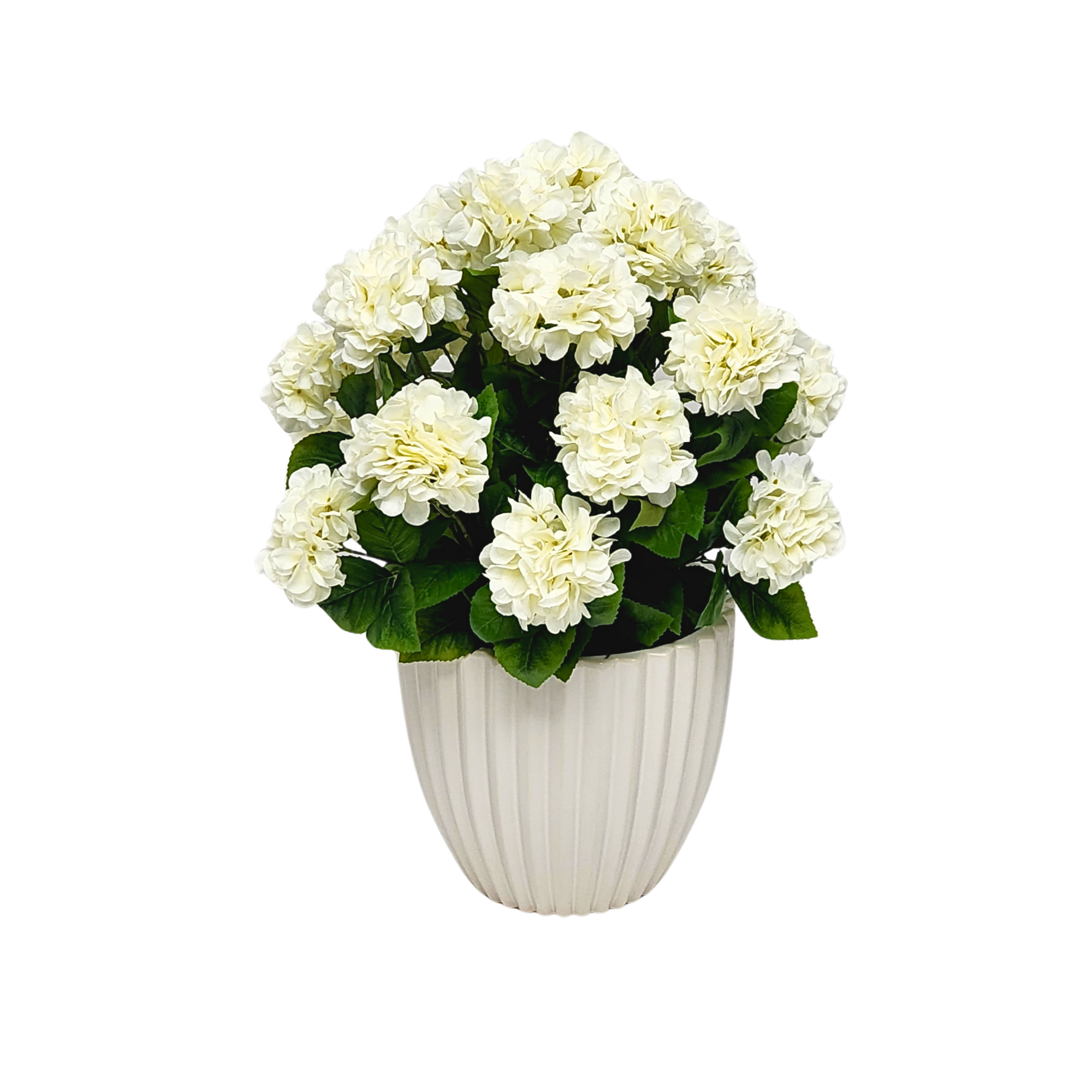Hydrangeas
