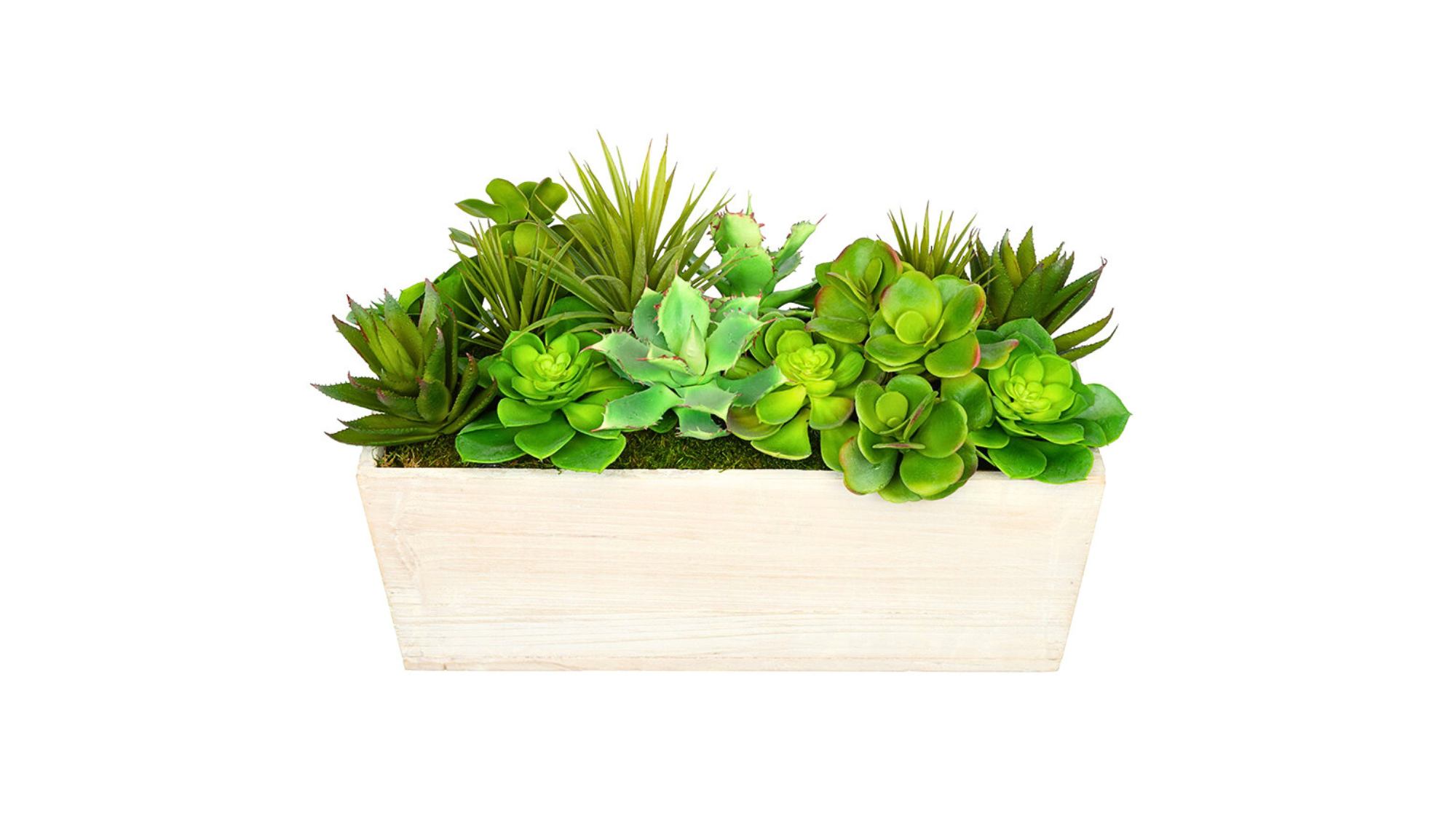 Succulents