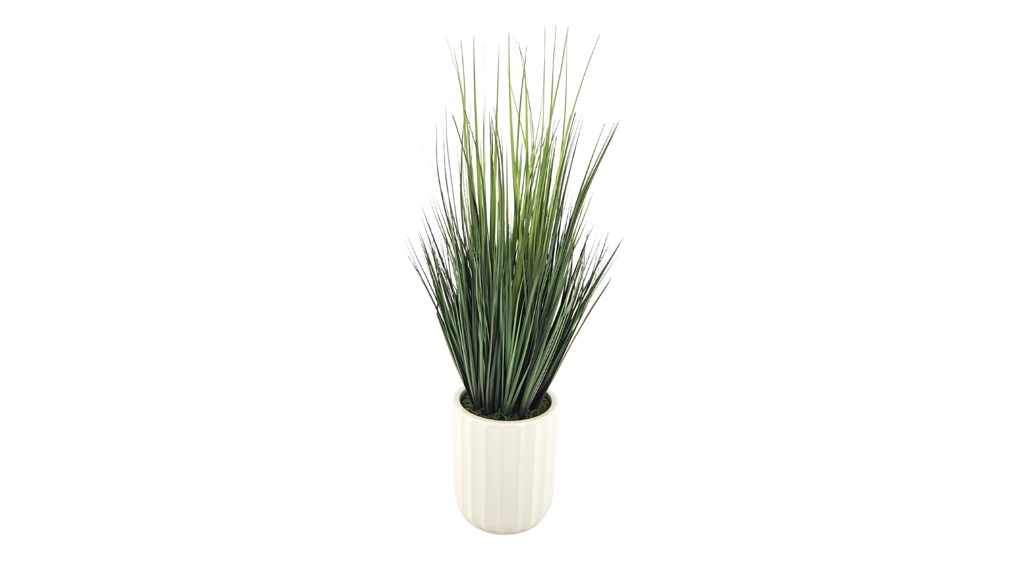 Shelf Plants