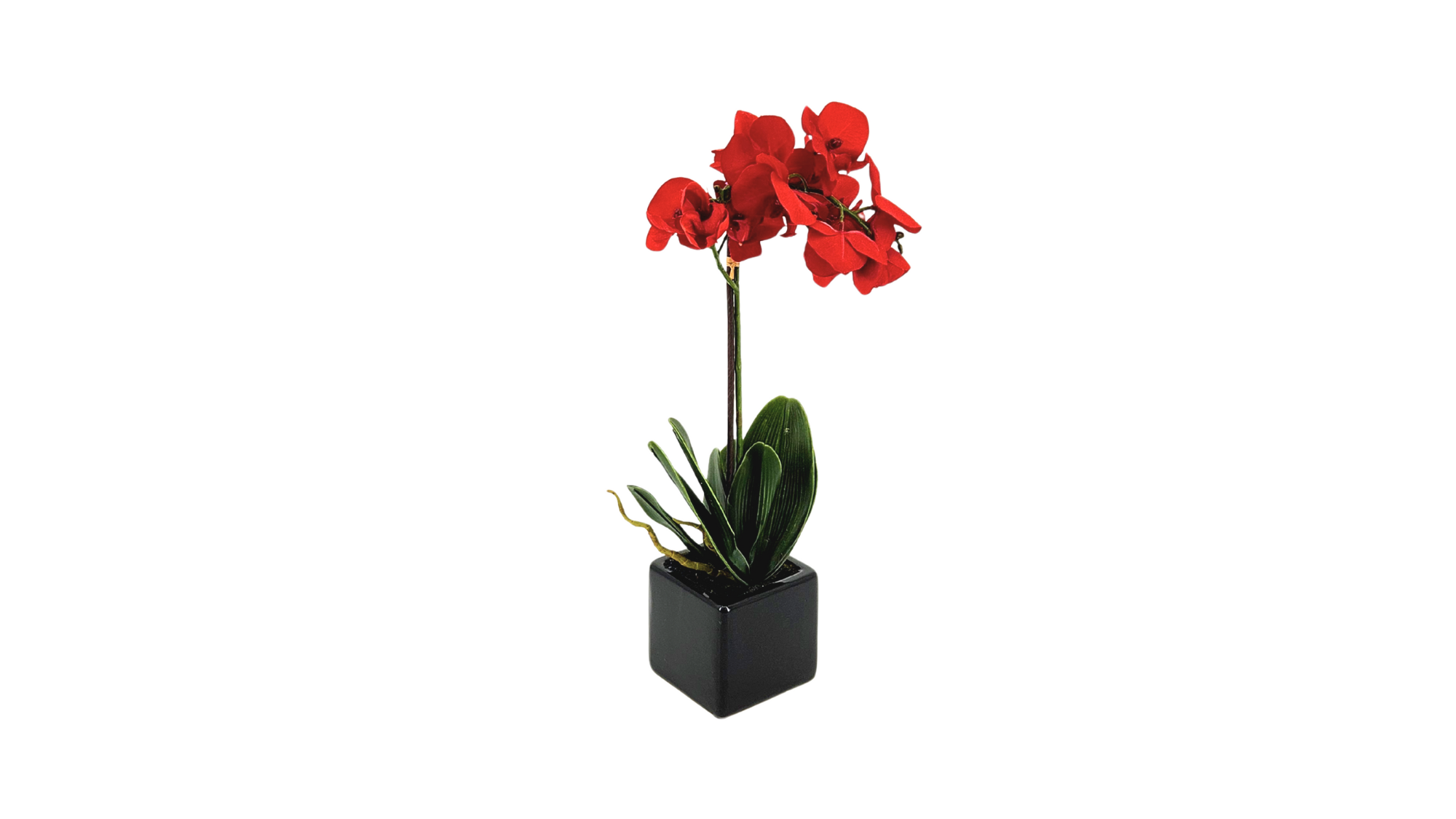 Orchids