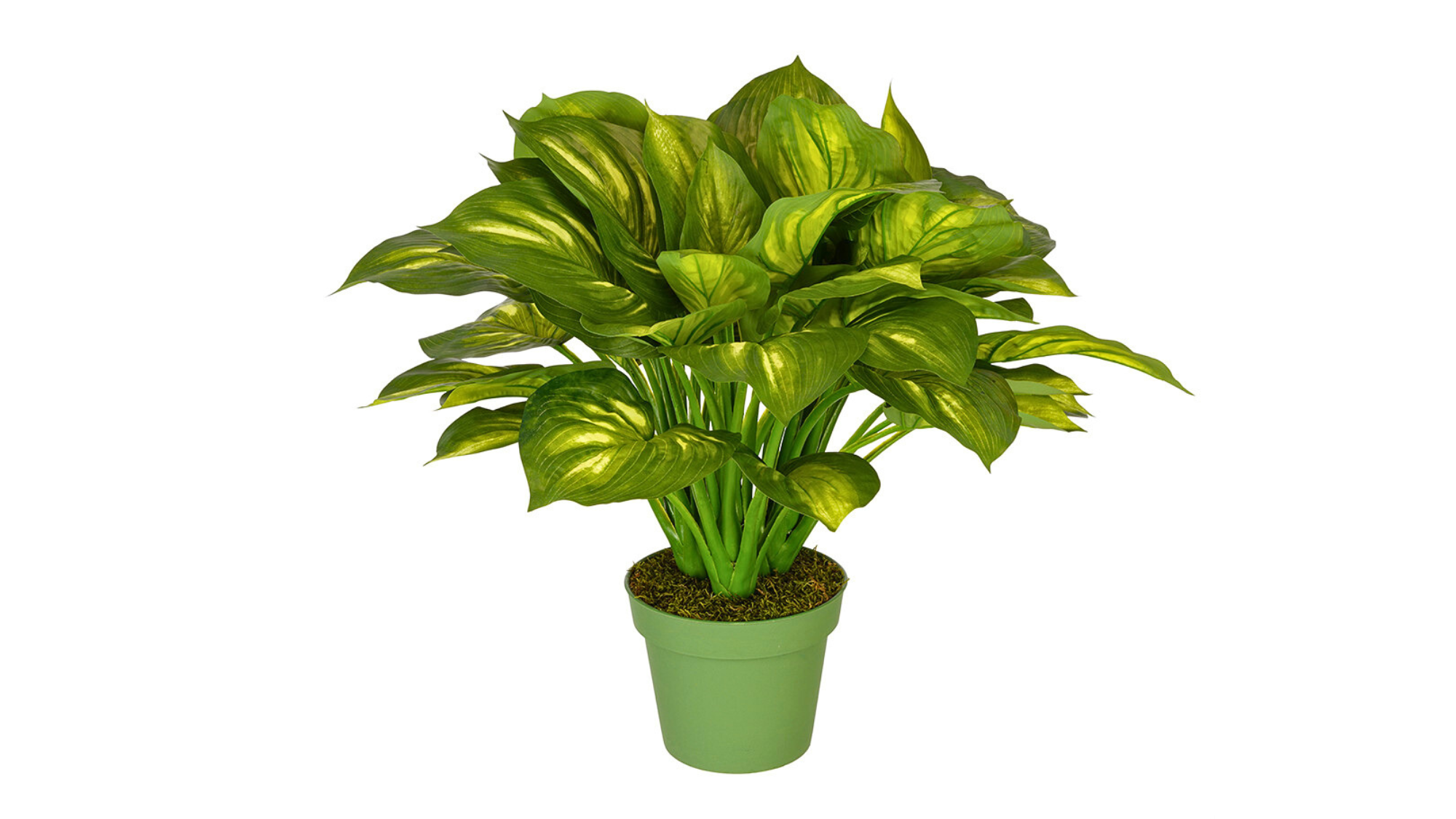 Plants Without Planters