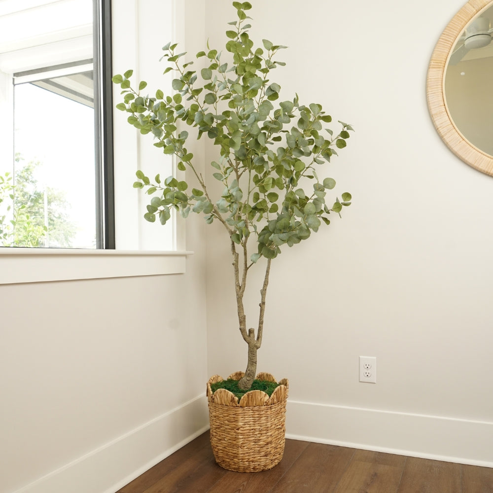 The Eucalyptus Collection