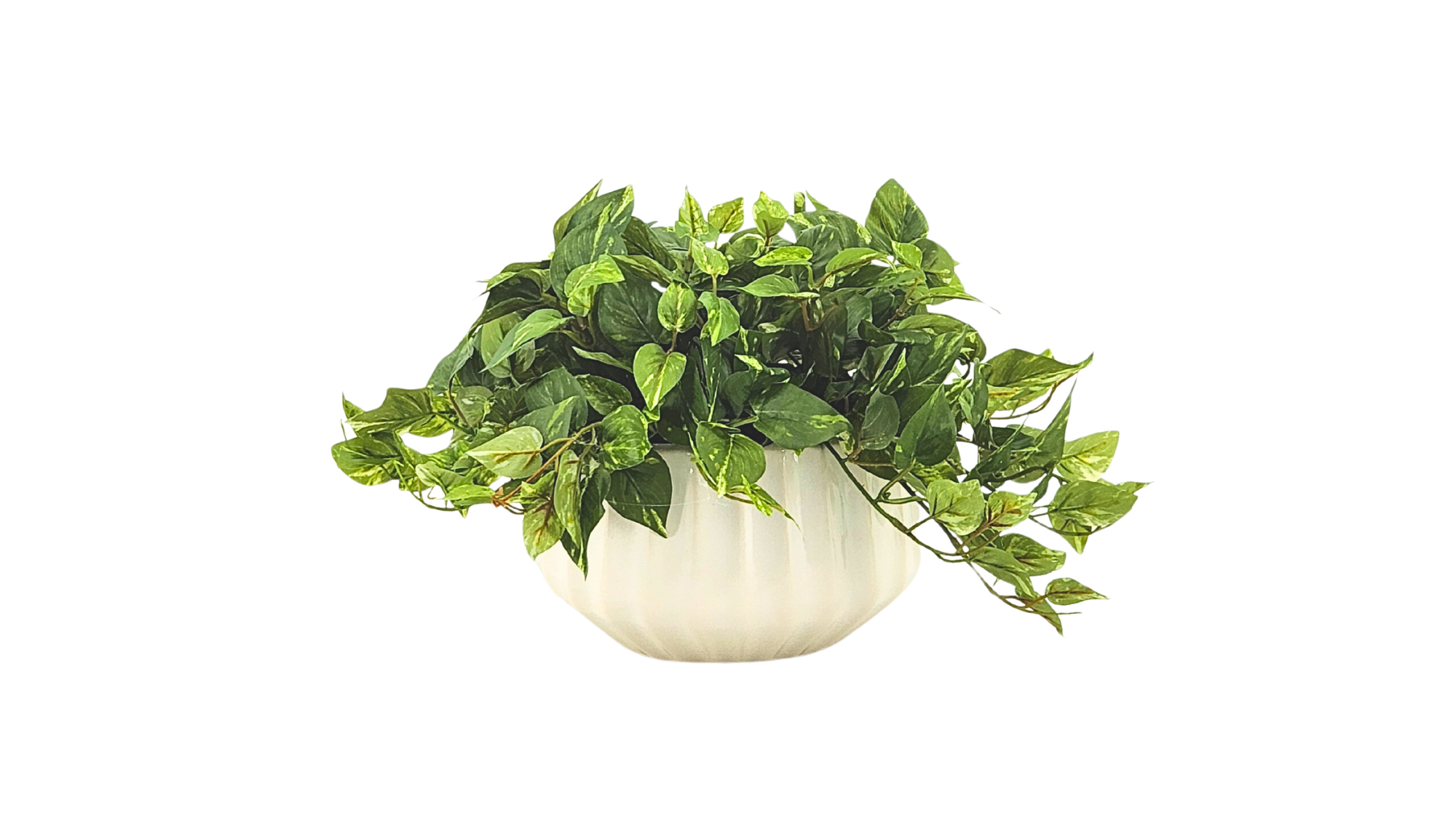Pothos