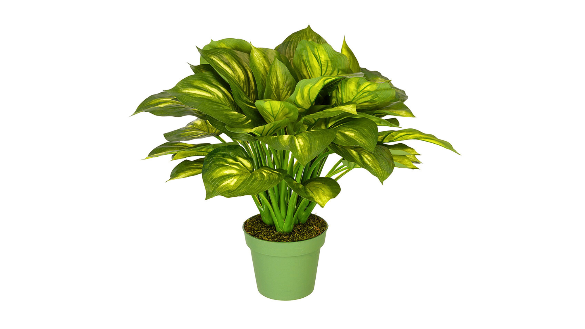 Hosta