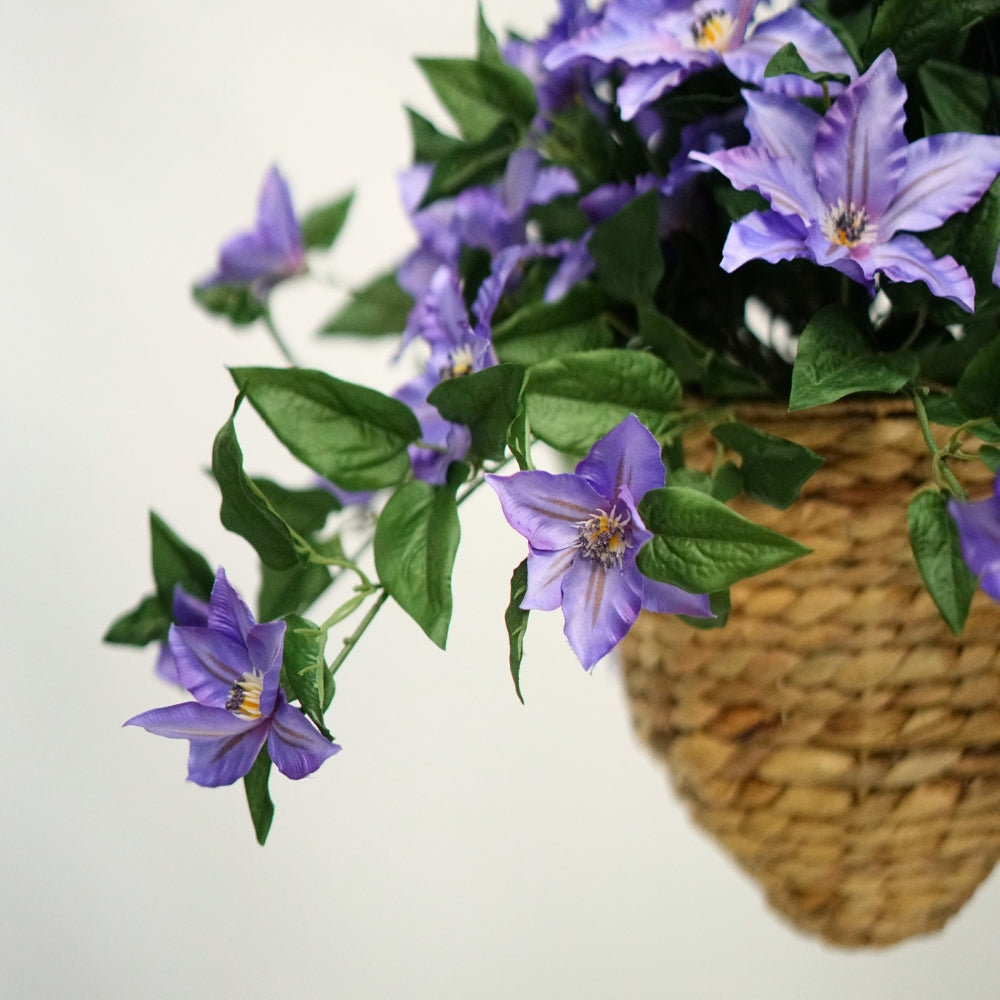 The Hanging Basket Collection