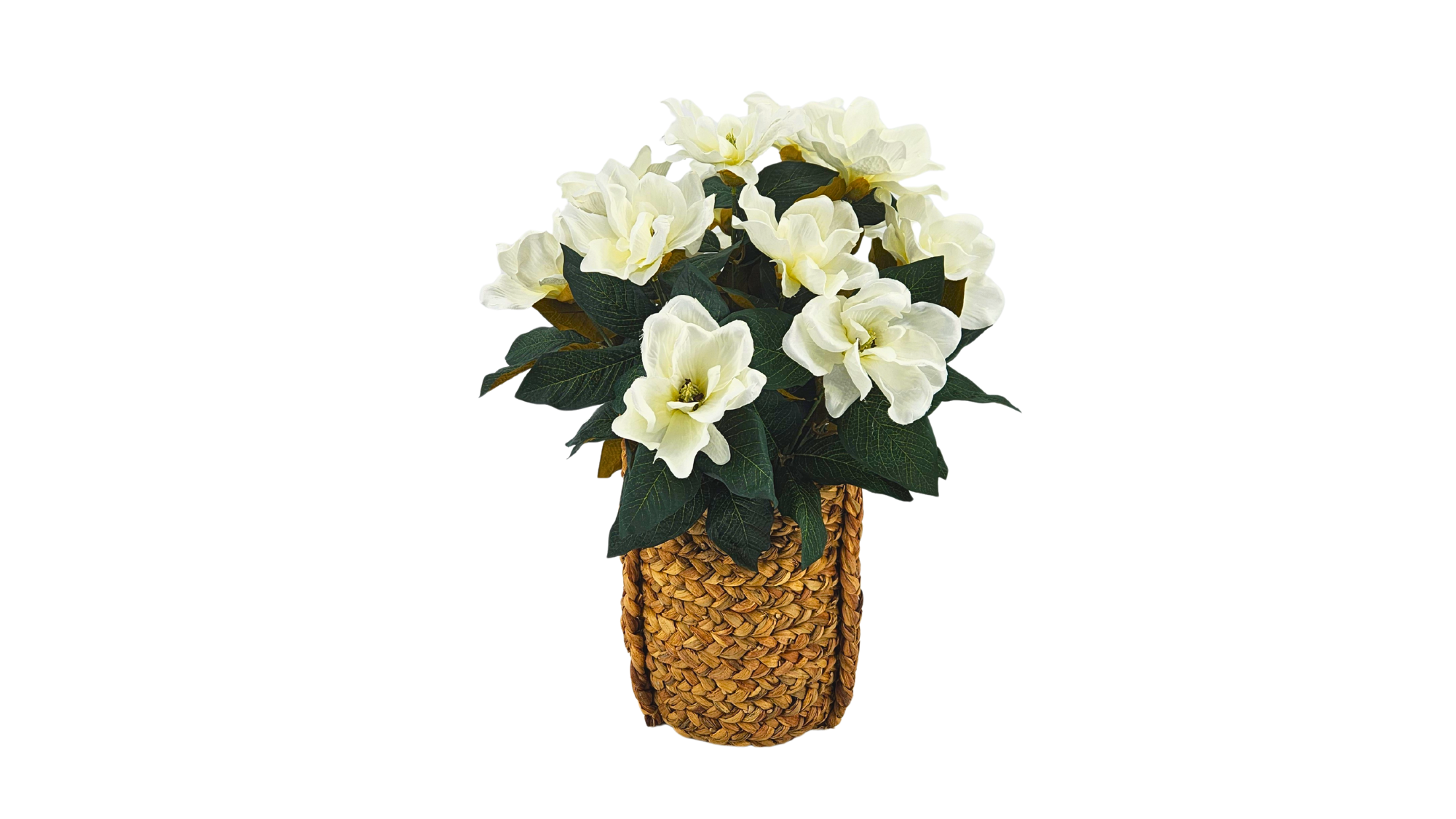 Magnolias
