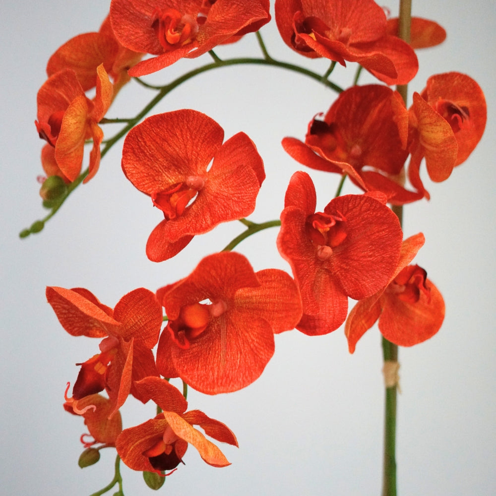 The Orchid Collection
