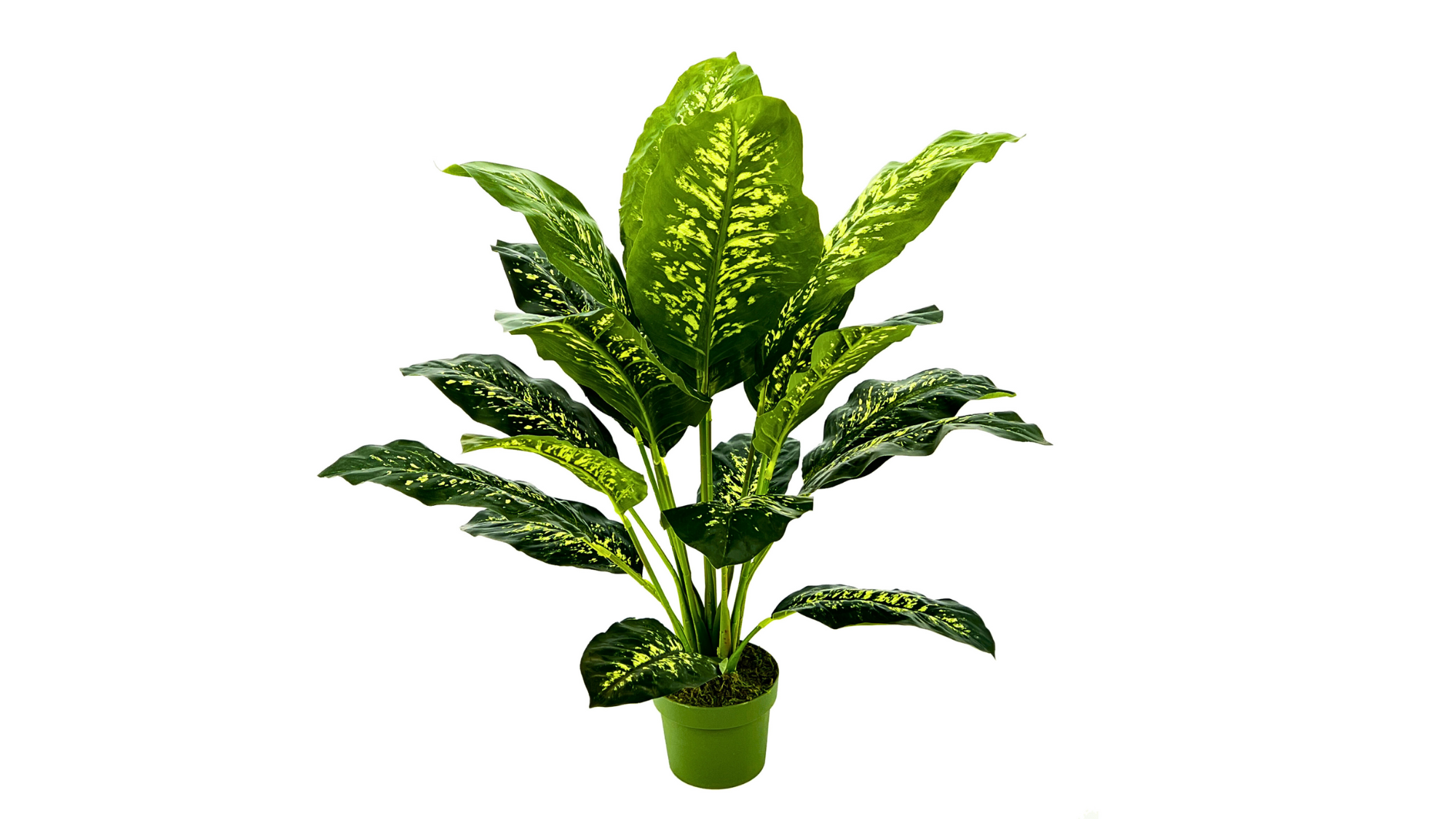 Spathphyllum & Dieffenbachia