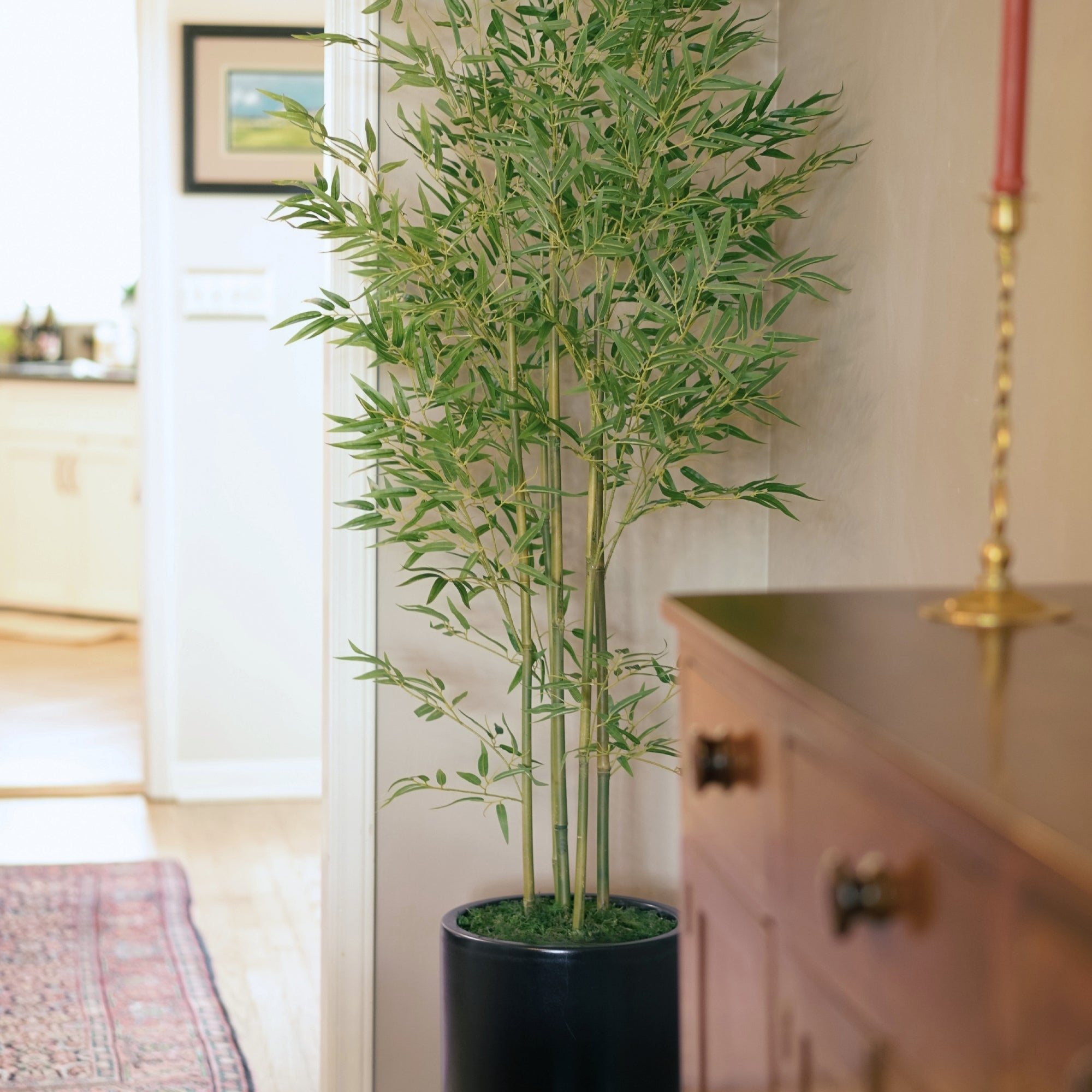 The Tree Collection