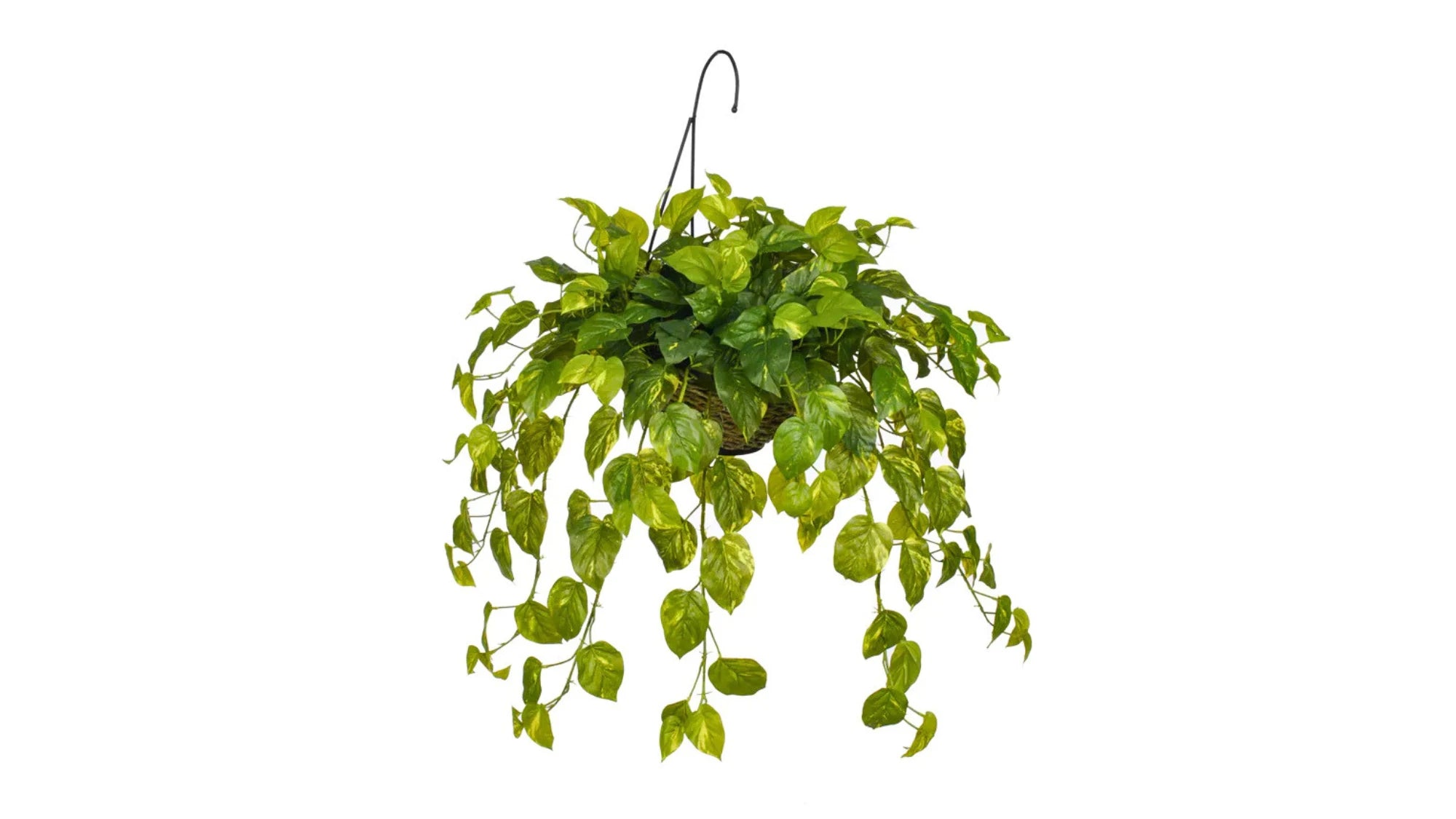 Hanging Baskets