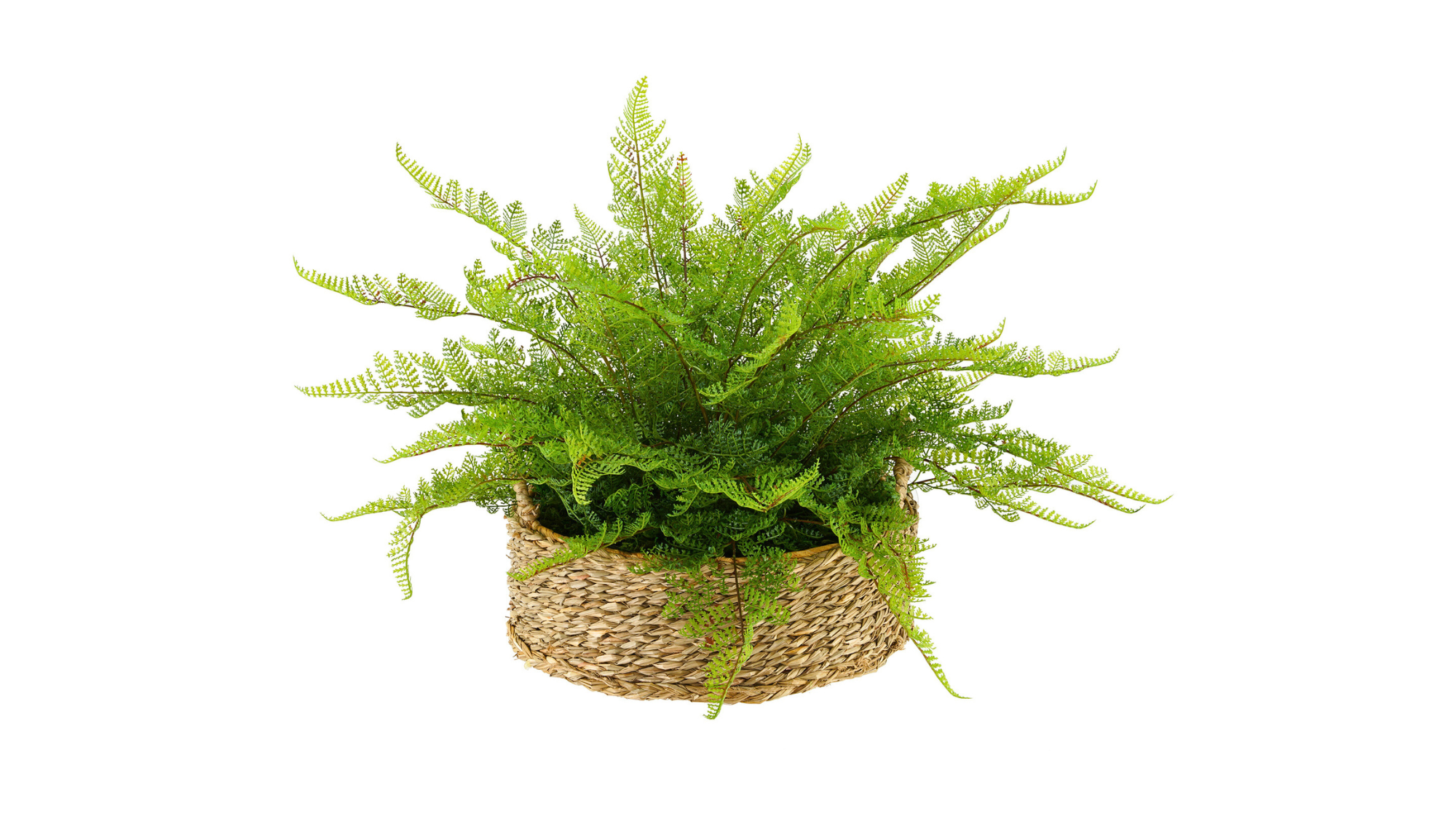 Ferns