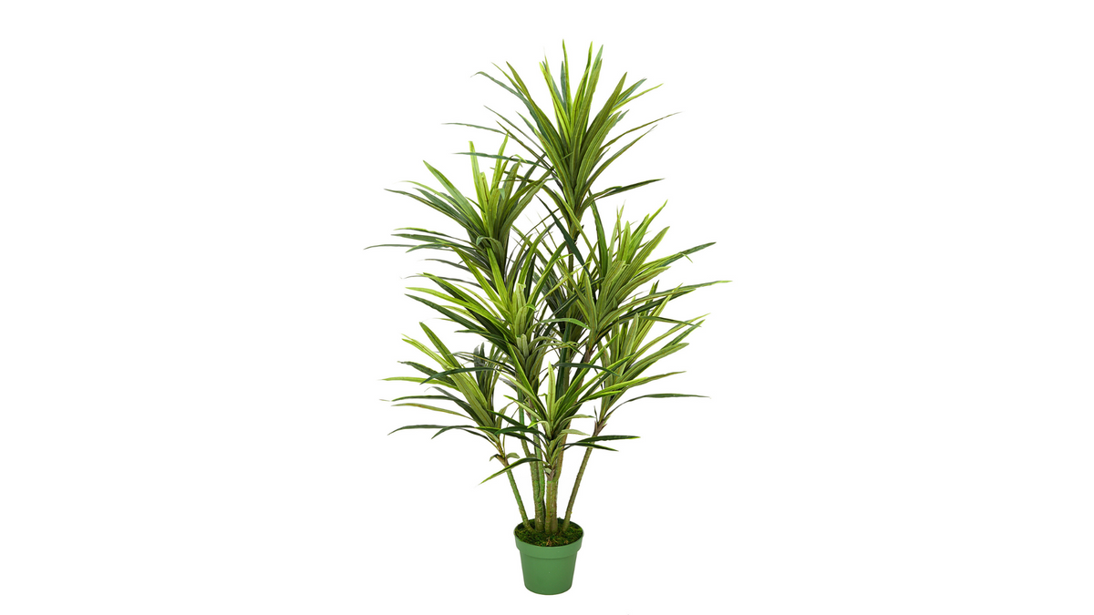 Dracaena Trees