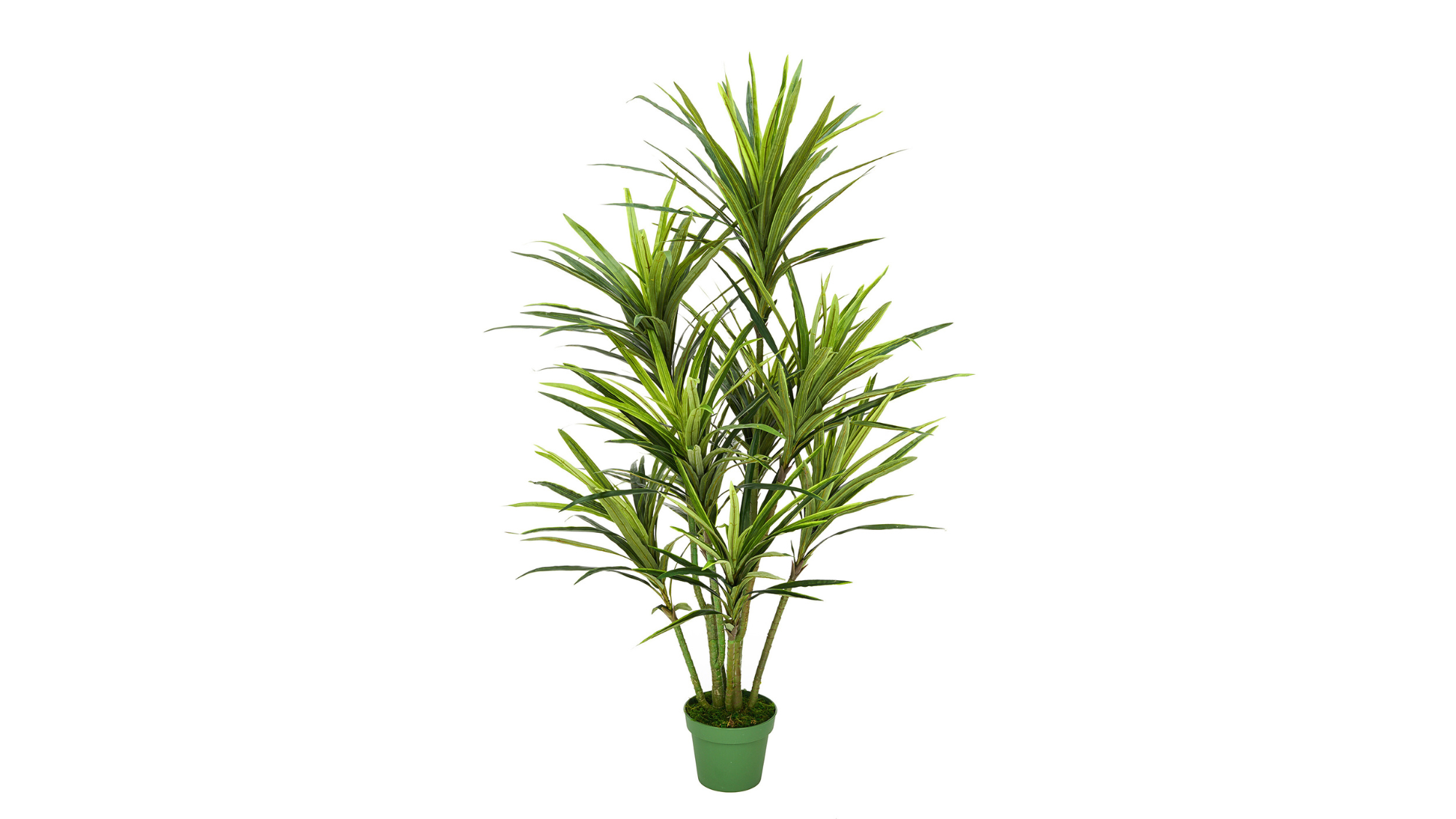 Dracaena Trees