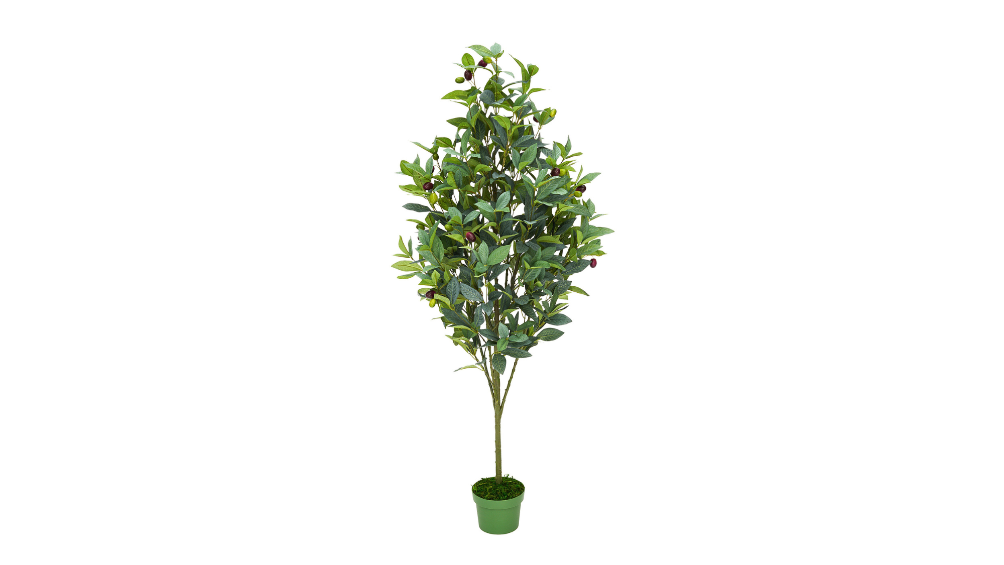 Olive Trees