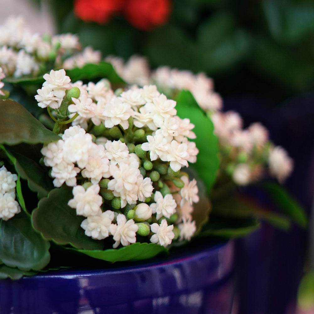 Close-up of a White Faux Kalanchoe bloom to show color and texture, by House of Silk Flowers.