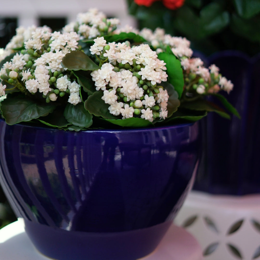 Faux White Kalanchoe in a Glossy Blue Navy Pot, sitting on a covered porch, by House of Silk Flowers.