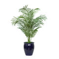48" Areca Palm in Glossy Blue Ceramic