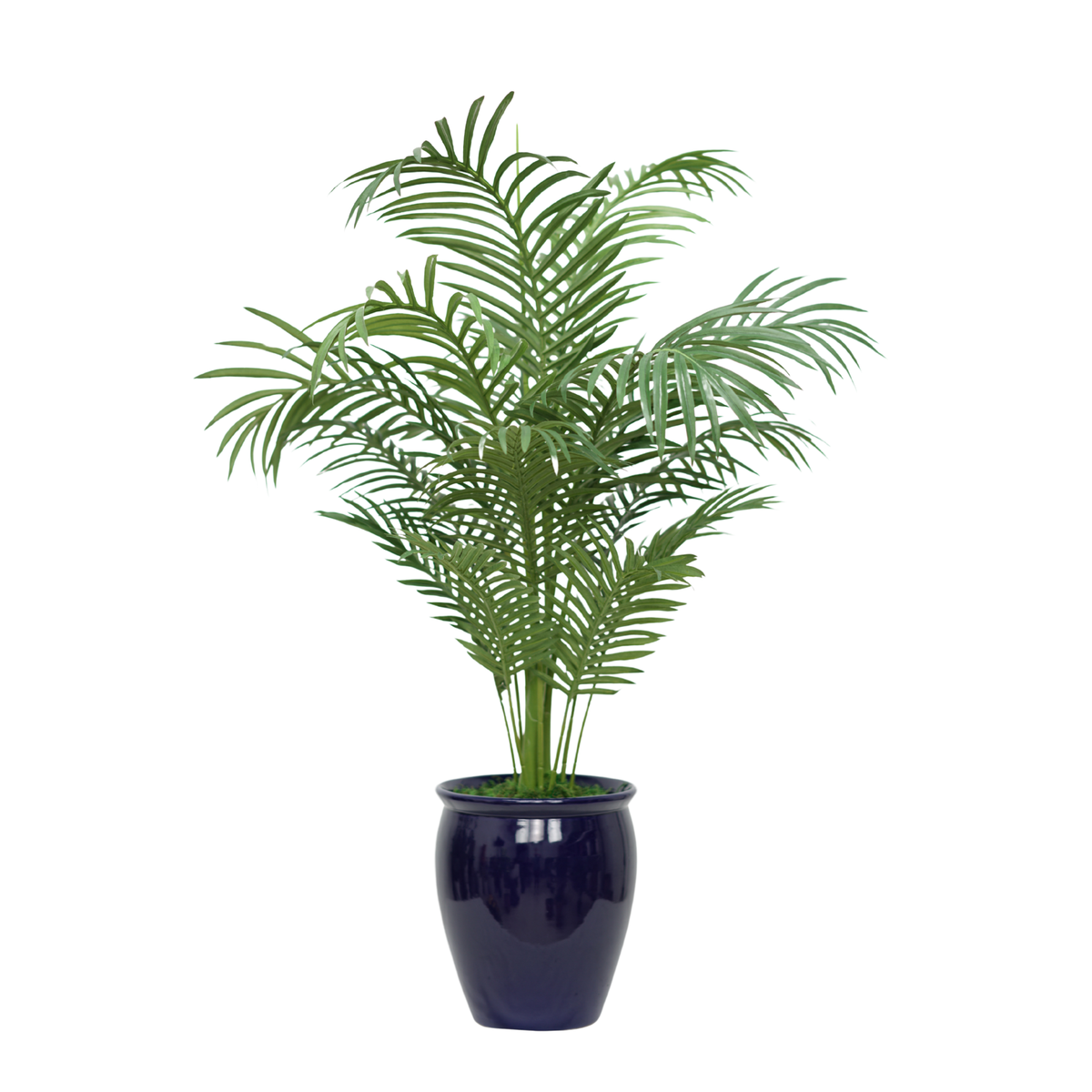 48" Areca Palm in Glossy Blue Ceramic