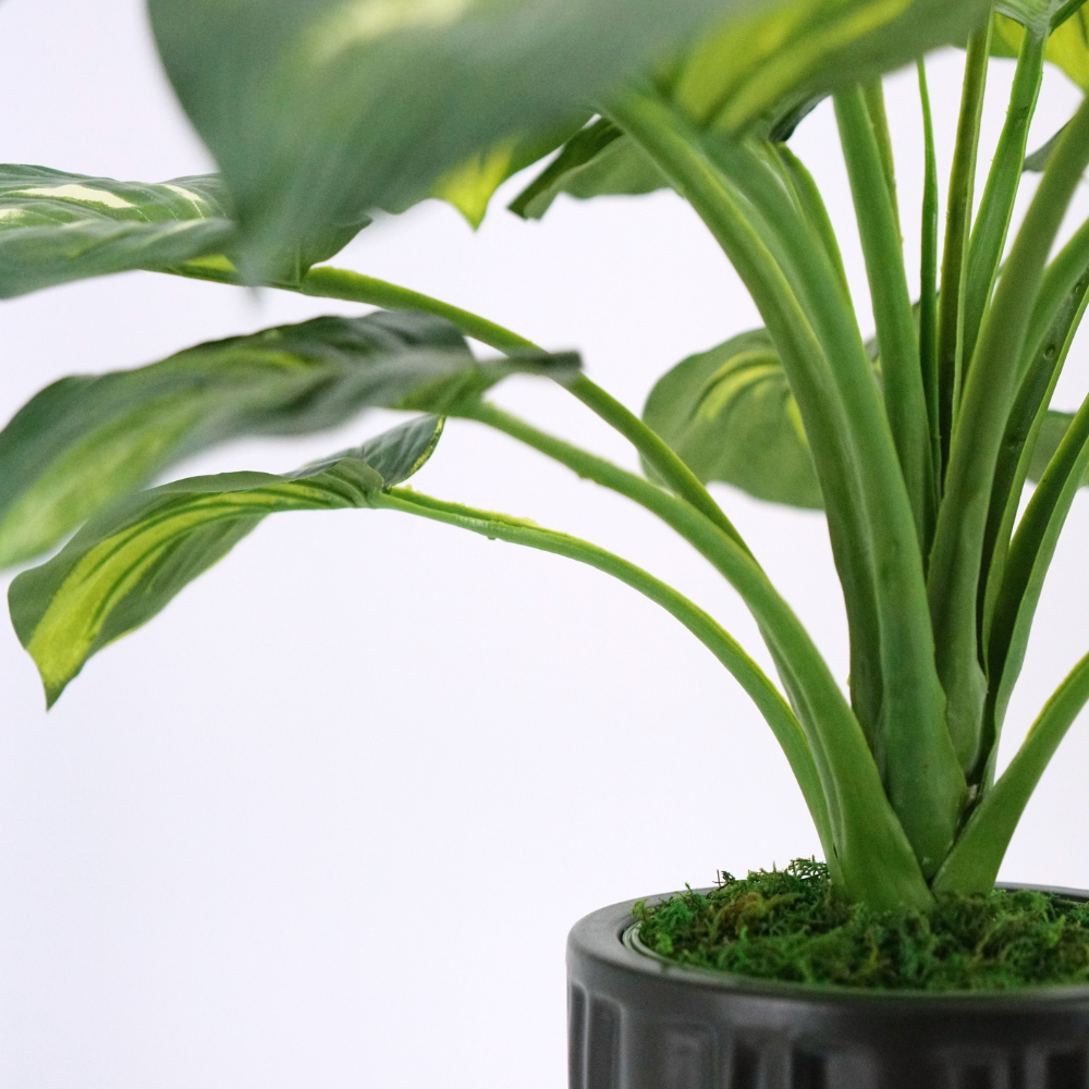 Small Hosta in a Classic Matte Black Ceramic Pot