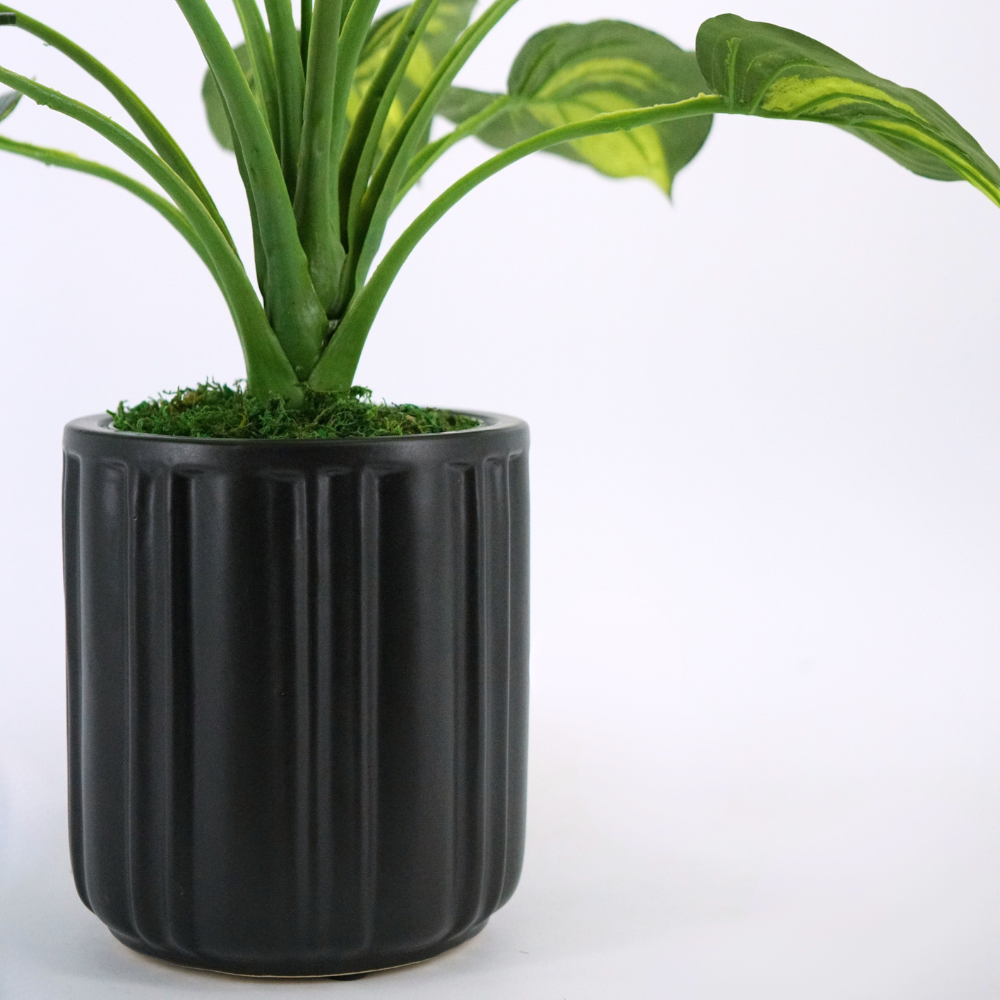 Small Hosta in a Classic Matte Black Ceramic Pot