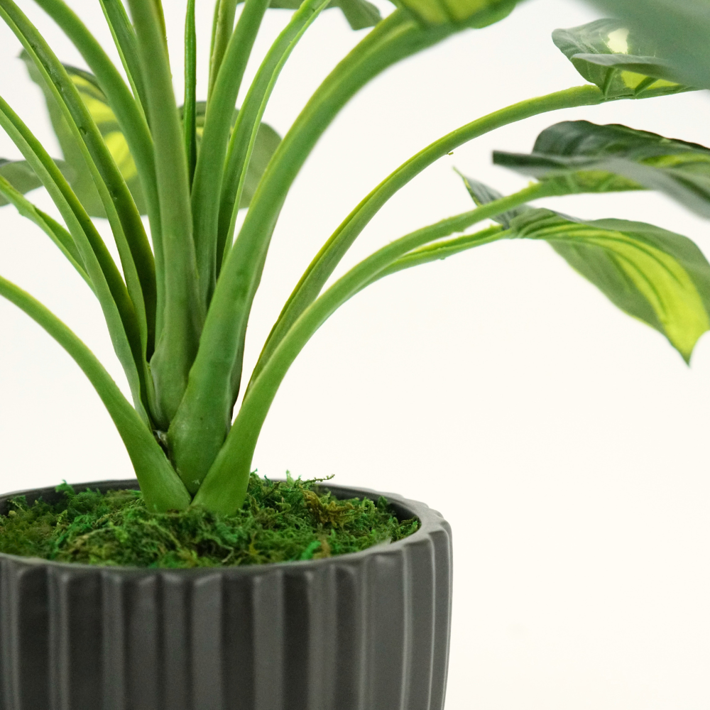 Faux Hosta in Matte Black Ribbed Ceramic