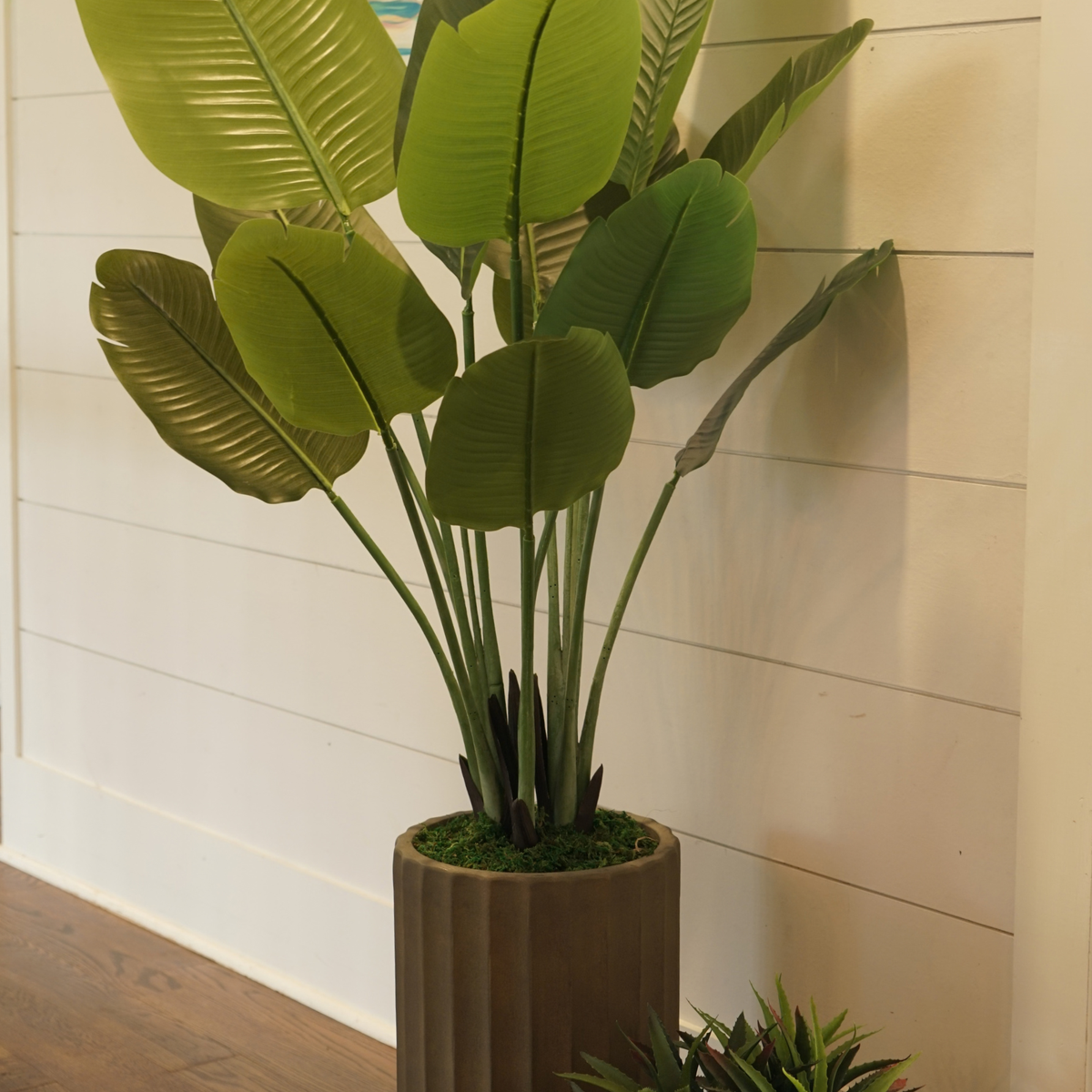 62" Travelers Palm in Cement Gray Ceramic