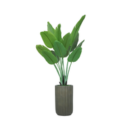 62" Travelers Palm in Cement Gray Ceramic