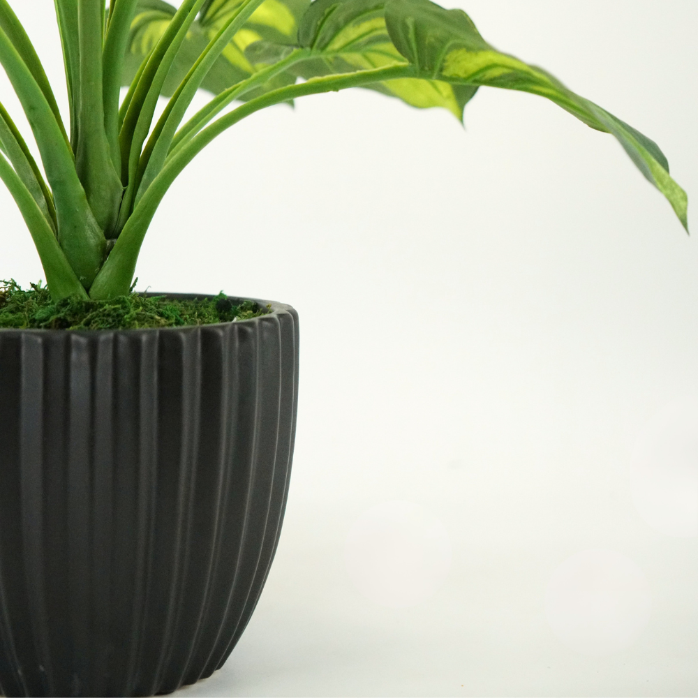 Faux Hosta in Matte Black Ribbed Ceramic