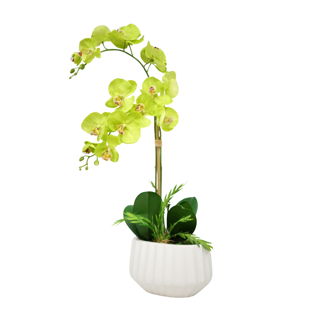 Green Orchid in Glossy White Ribbed Ceramic