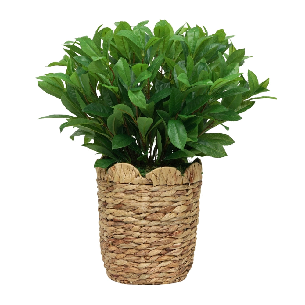 25" Laurel Bush in Natural Hyacinth Basket