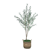 75" Olive Tree in Natural Hyacinth Basket