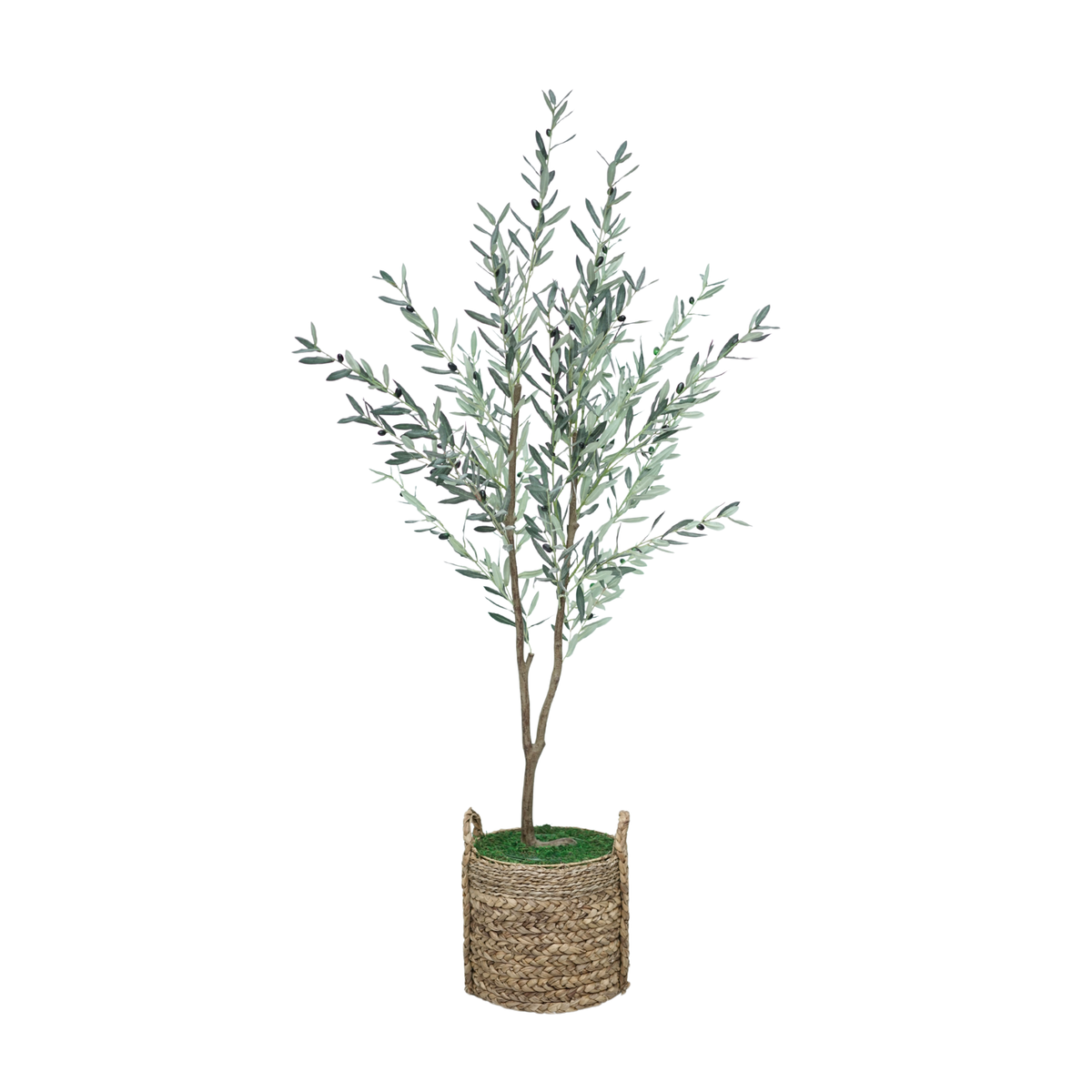 75" Olive Tree in Natural Hyacinth/Seagrass Basket