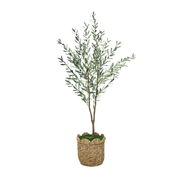 75" Olive Tree in Natural Hyacinth Basket