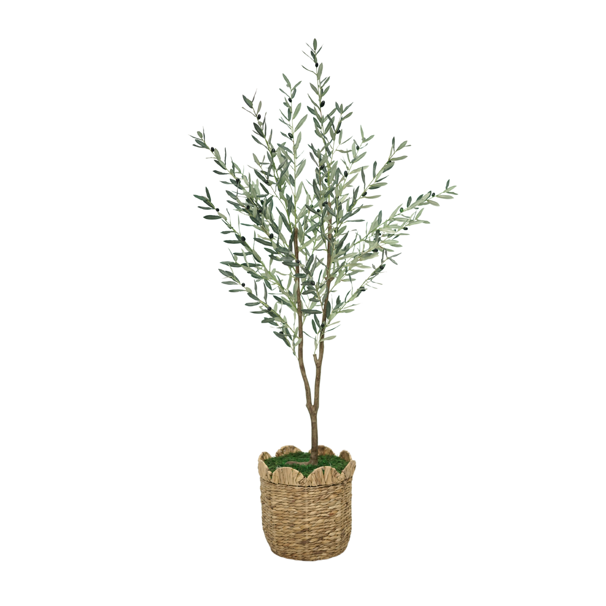 75" Olive Tree in Natural Hyacinth Basket