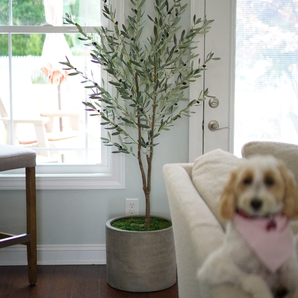 76" Olive Tree in Cement Gray Ceramic