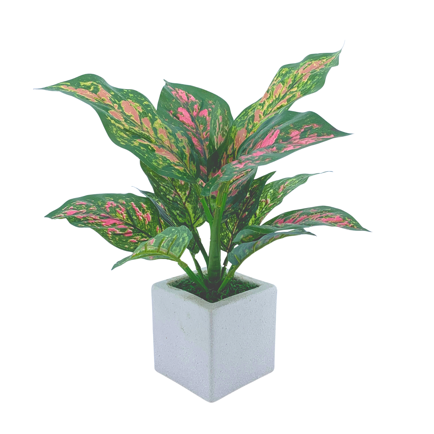 Pink Dieffenbachia - Exclusive