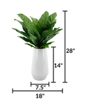 Birds nest fern (large) in glossy white ceramic vase against a white background, featuring measurements, by House of Silk Flowers.