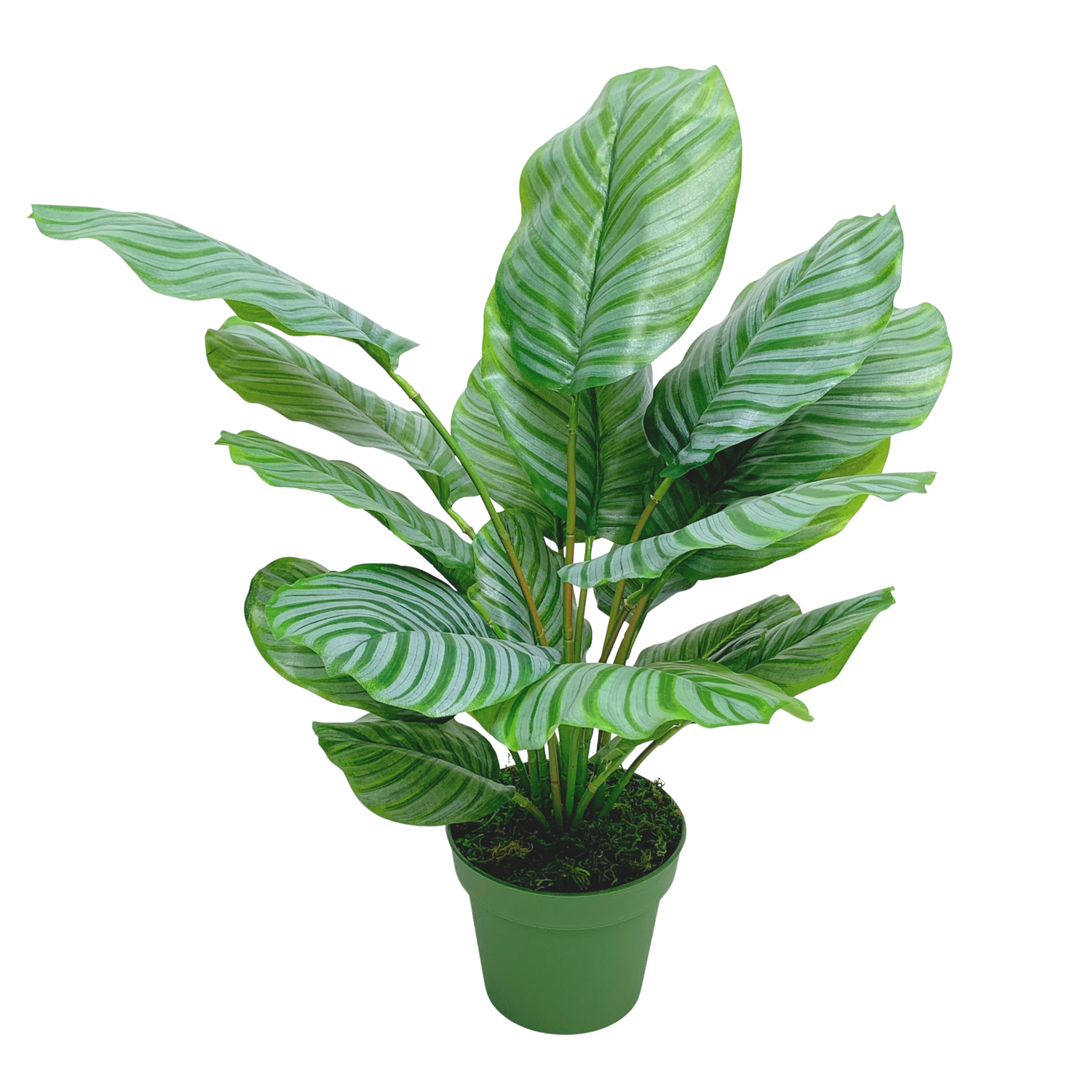 Faux 30" Calathea Plant