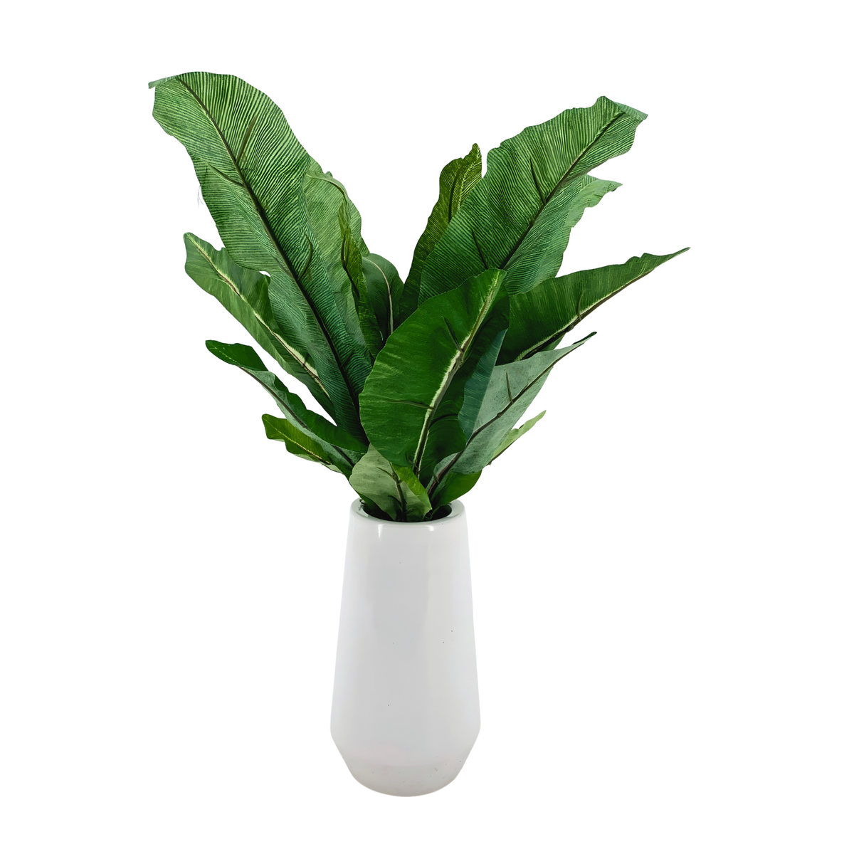 Birds nest fern in glossy white ceramic vase against a white background, by House of Silk Flowers.